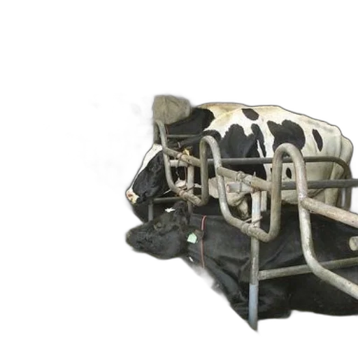 shoes, mask, car, furniture, 3d render, concept art, group, cows transparent PNG cut-out