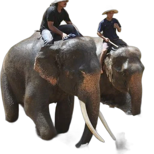 animal, staff, hat, concept art, photorealistic, two, people, riding transparent PNG cut-out