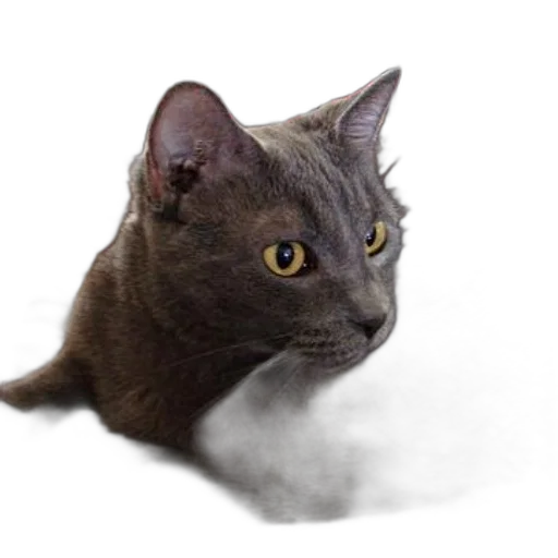 animal, creature, staff, dragon, photorealistic, 3d render, gray, cat transparent PNG cut-out