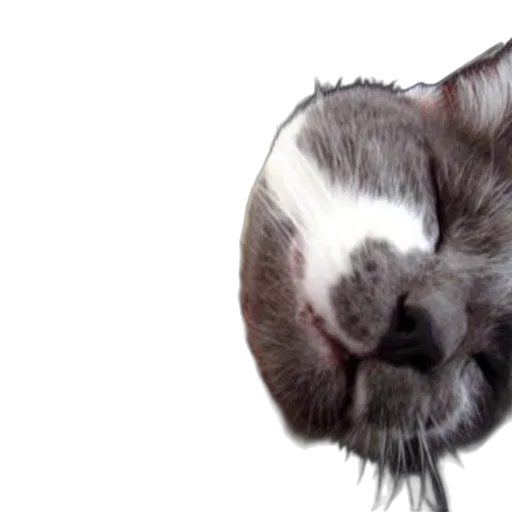 animal, face, hair, creature, photorealistic, 3d render, cute, cat transparent PNG cut-out