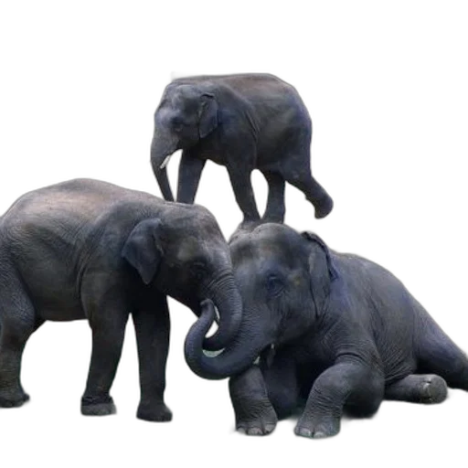 animal, 3d render, concept art, photorealistic, three, elephants, natural, setting transparent PNG cut-out