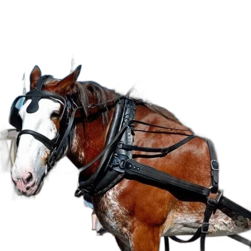 animal, staff, robot, weapon, photorealistic, 3d render, concept art, horse transparent PNG cut-out