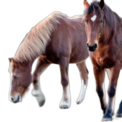 animal, creature, hair, weapon, photorealistic, 3d render, concept art, oil painting transparent PNG cut-out