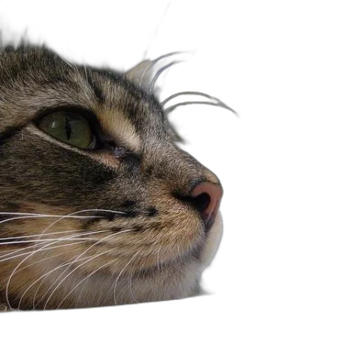 animal, hair, hat, crown, photorealistic, 3d render, cat, face transparent PNG cut-out
