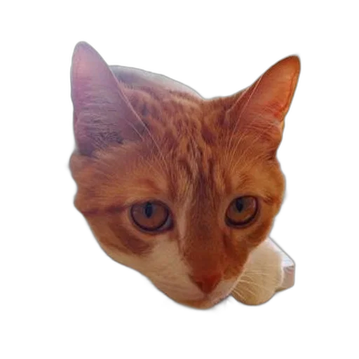 animal, face, staff, creature, photorealistic, pixel art, 3d render, oil painting transparent PNG cut-out