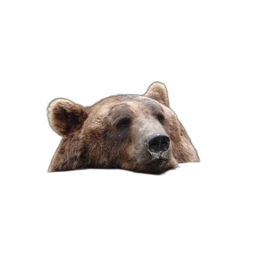animal, face, creature, mask, photorealistic, 3d render, concept art, brown transparent PNG cut-out