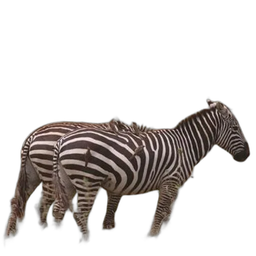 animal, creature, furniture, jewelry, 3d render, concept art, photorealistic, two transparent PNG cut-out