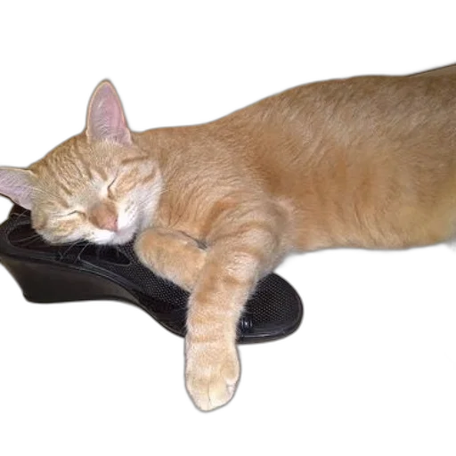 shoes, staff, animal, furniture, ginger, cat, peacefully, sleeping transparent PNG cut-out