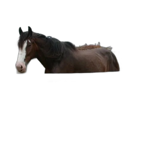 animal, hat, creature, hair, photorealistic, 3d render, majestic, brown transparent PNG cut-out