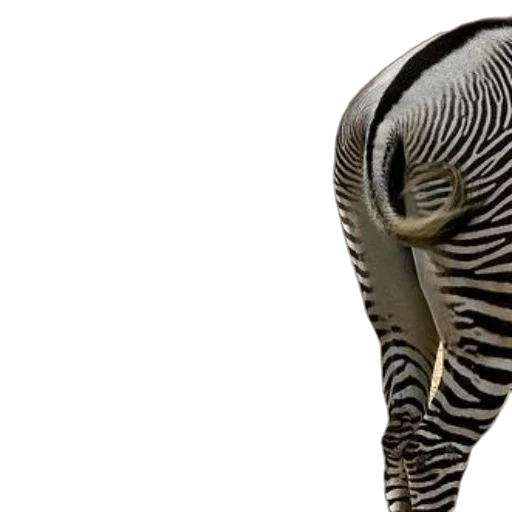 animal, creature, hat, hair, 3d render, photorealistic, concept art, two transparent PNG cut-out