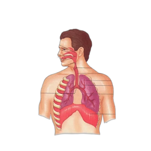diagram, illustrating, respiratory, system, highlighting, various, parts, such transparent PNG cut-out