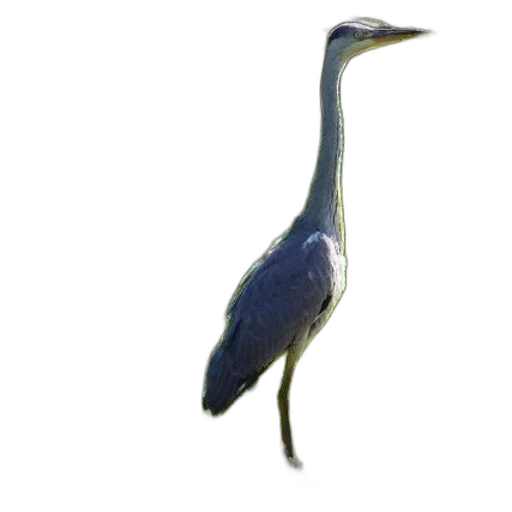 animal, staff, creature, dragon, 3d render, photorealistic, concept art, oil painting transparent PNG cut-out