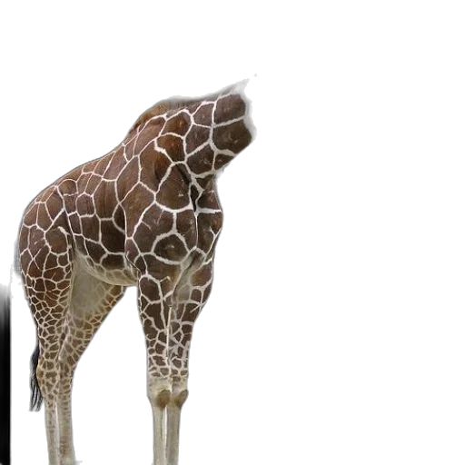 animal, creature, staff, umbrella transparent PNG cut-out