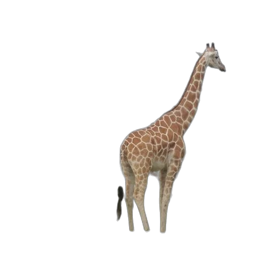 animal, creature, staff, hat, 3d render, concept art, pixel art, photorealistic transparent PNG cut-out