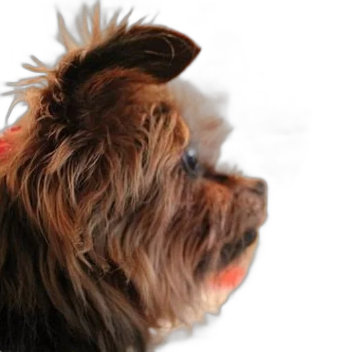 hat, animal, staff, creature, photorealistic, small, dog, long transparent PNG cut-out