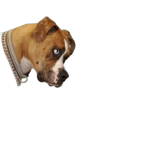 animal, staff, jacket, creature, 3d render, photorealistic, concept art, pixel art transparent PNG cut-out