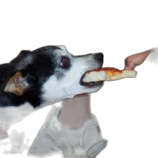 food, animal, staff, creature, photorealistic, 3d render, dog, being transparent PNG cut-out