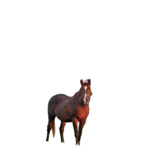animal, creature, hat, crown, pixel art, 3d render, photorealistic, concept art transparent PNG cut-out