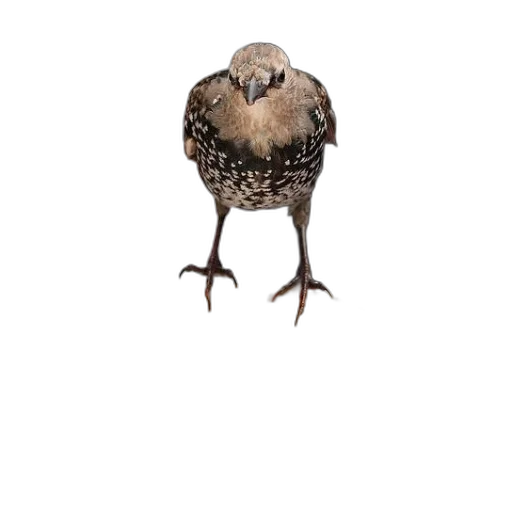 animal, creature, mask, crown, 3d render, photorealistic, concept art, pixel art transparent PNG cut-out