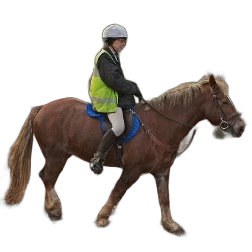 jacket, staff, animal, person, riding, brown, horse, through transparent PNG cut-out