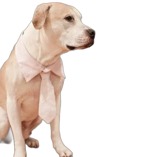 animal, dress, staff, creature, photorealistic, 3d render, pastel, dog transparent PNG cut-out