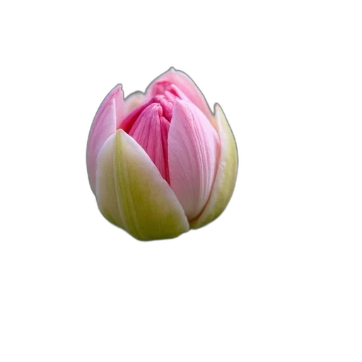 flower, crown, jewelry, staff, photorealistic, 3d render, oil painting, watercolor transparent PNG cut-out