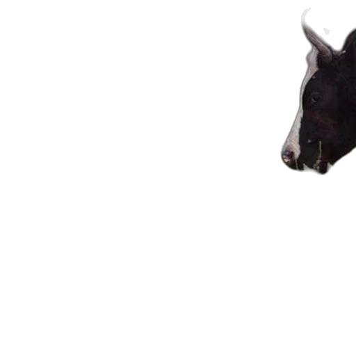 animal, creature, dragon, face, photorealistic, black, white, cow transparent PNG cut-out