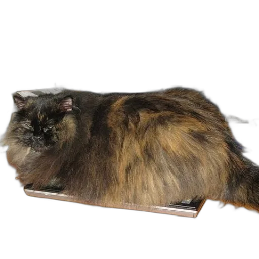 furniture, animal, creature, food transparent PNG cut-out