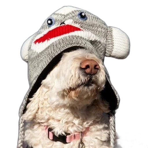 hat, animal, creature, jacket, photorealistic, 3d render, fluffy, white transparent PNG cut-out
