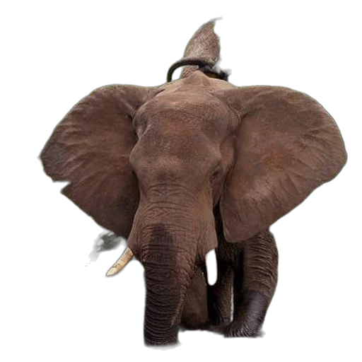 hat, animal, crown, staff, concept art, majestic, elephant, stands transparent PNG cut-out