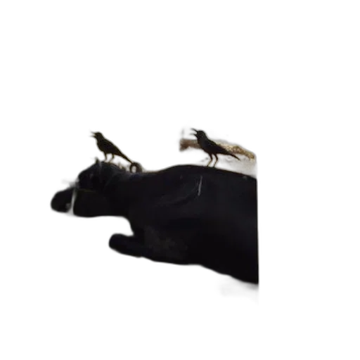 shoes, animal, jewelry, hat, 3d render, concept art, photorealistic, black transparent PNG cut-out