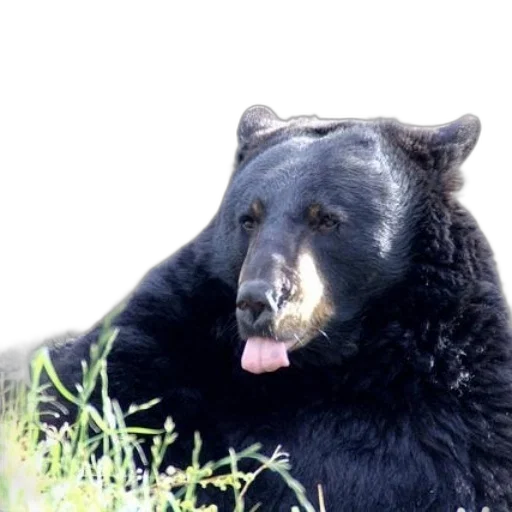 animal, creature, face, black, bear, tongue, out, resting transparent PNG cut-out