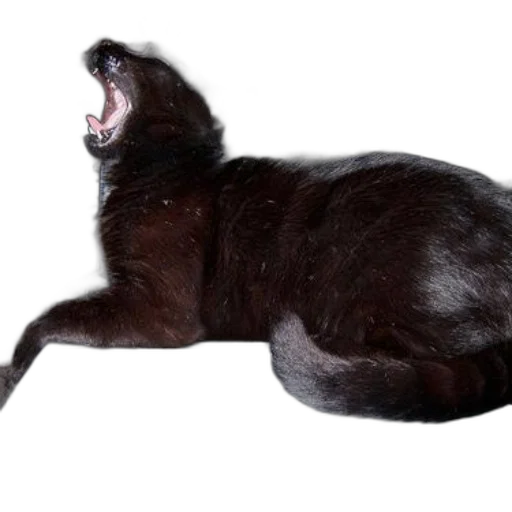 animal, creature, staff, hair, photorealistic, 3d render, concept art, dark transparent PNG cut-out