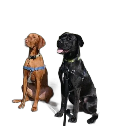 staff, animal, 3d render, photorealistic, two, dogs, sit, bench transparent PNG cut-out