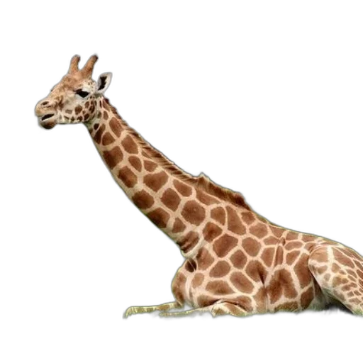 animal, creature, staff, weapon, 3d render, concept art, photorealistic, watercolor transparent PNG cut-out