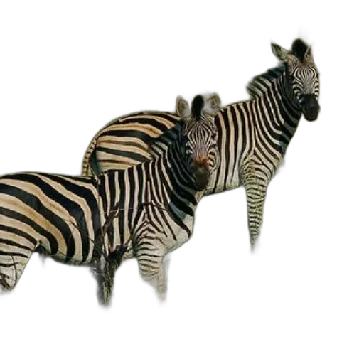 animal, creature, furniture, jewelry, 3d render, photorealistic, concept art, fantasy art transparent PNG cut-out