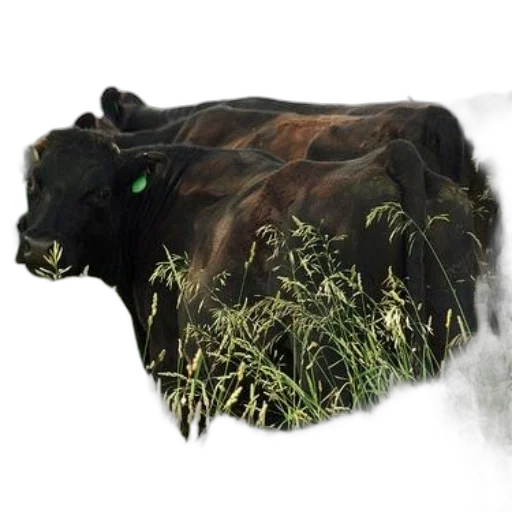animal, creature, mask, photorealistic, concept art, fantasy art, oil painting, black transparent PNG cut-out