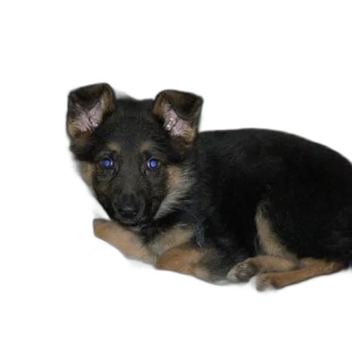 animal, creature, staff, photorealistic, 3d render, german, shepherd, puppy transparent PNG cut-out