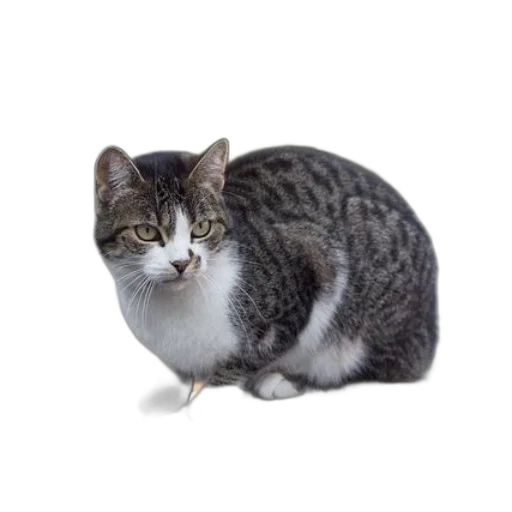 animal, staff, creature, food, photorealistic, 3d render, concept art, vaporwave transparent PNG cut-out