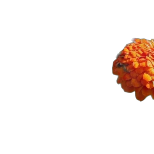 crown, flower, food, hat, 3d render, pixel art, concept art, photorealistic transparent PNG cut-out