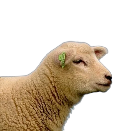 animal, food, hat, jewelry transparent PNG cut-out