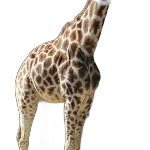 animal, creature, staff, hat, 3d render, concept art, photorealistic, watercolor transparent PNG cut-out