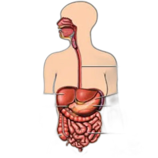 food, jewelry, concept art, diagram, human, digestive, system, showing transparent PNG cut-out