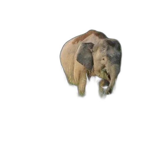 animal, creature, hat, face, 3d render, photorealistic, concept art, pixel art transparent PNG cut-out