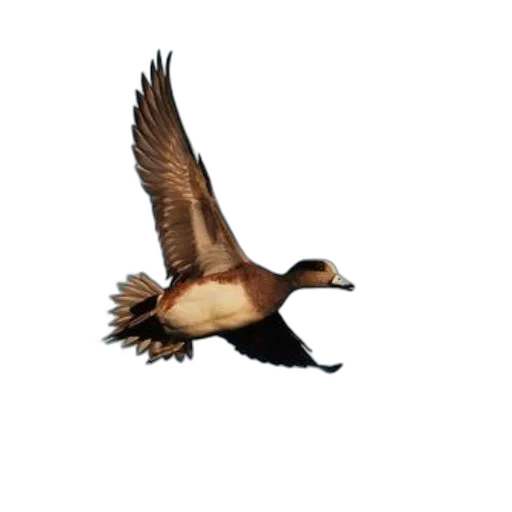 animal, photorealistic, 3d render, concept art, pixel art, majestic, bird, flight transparent PNG cut-out
