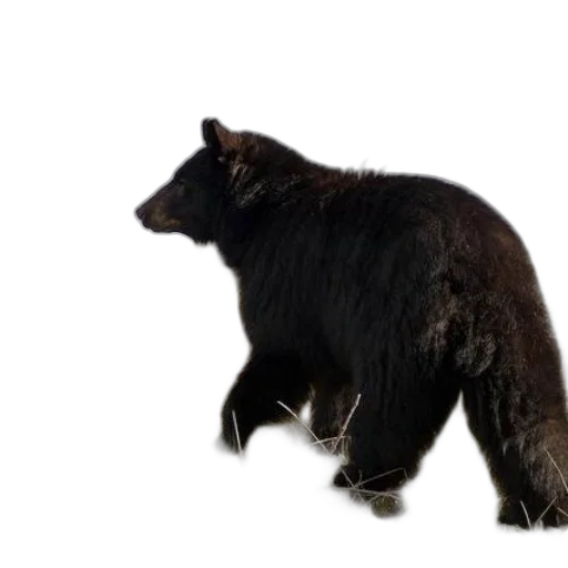 animal, creature, concept art, black, bear, walks, through, snowy transparent PNG cut-out