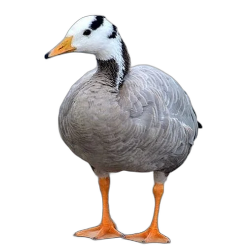 animal, creature, jacket, hat transparent PNG cut-out