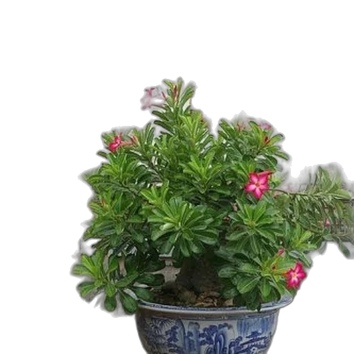 crown, flower, photorealistic, 3d render, vibrant, potted, plant, pink transparent PNG cut-out