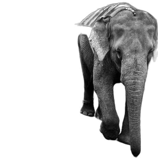 animal, creature, staff, hat, photorealistic, black, white, photo transparent PNG cut-out