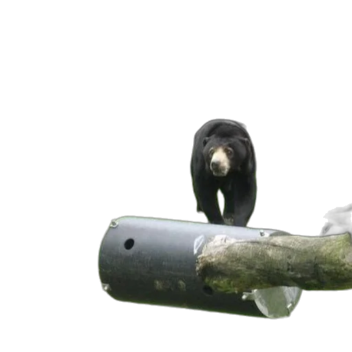 animal, bottle, weapon, staff, 3d render, concept art, photorealistic, underwater transparent PNG cut-out